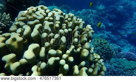 Stony Coral Knob Coral (goniastrea Stelligera. Previously Called Favia Stelligera) Undersea, Red Sea