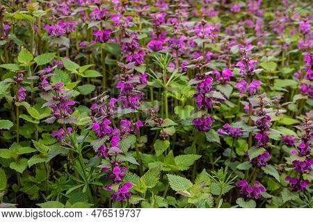 Deaf Nettle Blooming In A Forest, Lamium Purpureum. Spring Purple Flowers With Leaves Close Up.