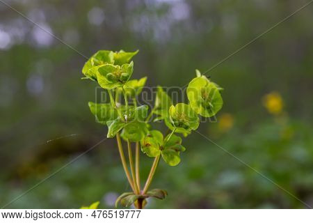 Close Up Of The Yellow Flowers Of Cypress Spurge Euphorbia Cyparissias Or Leafy Spurge Euphorbia Esu