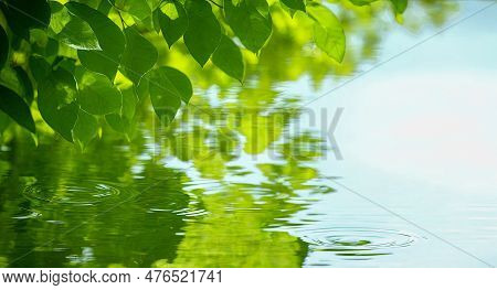 Green Leaf Over Water Reflection. Leaf Over Water. Nature Of Green Leaf At Summer. Natural Green Lea