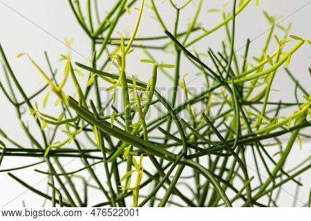 Euphorbia Tirucalli Pencil Cactus Close Up View. Selective Focus