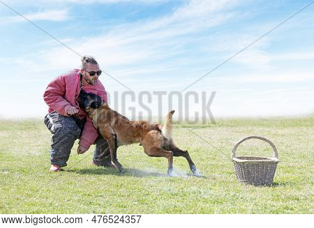 Young Belgian Shepherd Training In The Nature For Security