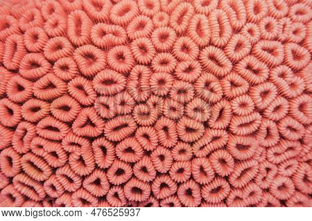 Organic Texture Of The Honeycomb Hard Coral  - Favia Favus.   Abstract Background In Trendy Coral Co