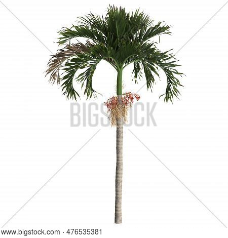 3d Illustration Of Adonidia Merrillii Palm Isolated On White Background