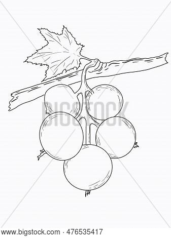 Linart Illustration Of Berries, Sketch Drawn By Digital Hands, In High Resolution. Isolates On A Whi