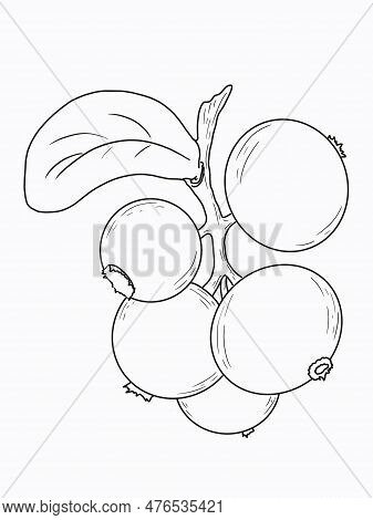Linart Illustration Of Berries, Sketch Drawn By Digital Hands, In High Resolution. Isolates On A Whi