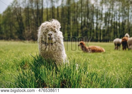 Alpacas Graze In The Spring Meadow High In The Mountains.