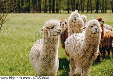 Alpacas Graze In The Spring Meadow High In The Mountains.