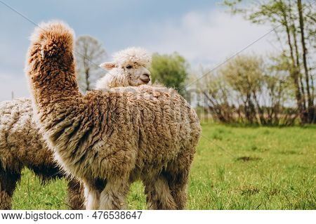 Alpacas Graze In The Spring Meadow High In The Mountains.