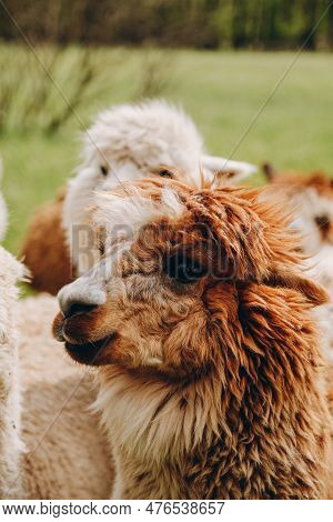 Alpacas Graze In The Spring Meadow High In The Mountains.