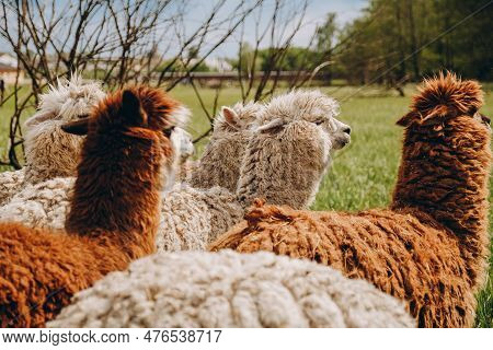 Alpacas Graze In The Spring Meadow Near The Farm. The Girl Grazes The Alpacas.