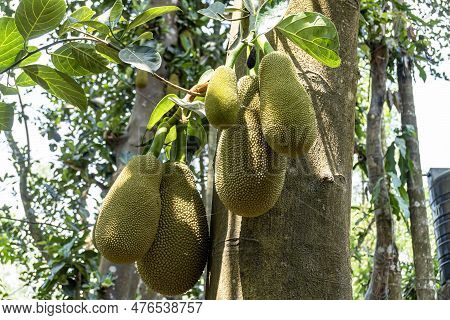 This Fruit Is Scientific Name Is Artocarpus Heterophyllus. Jackfruit Still On The Tree. The Jackfrui
