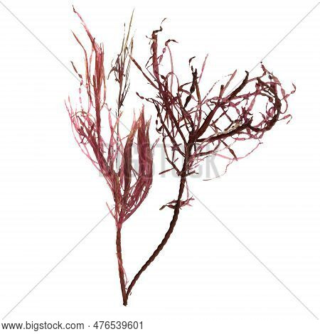 3d Illustration Of Red Alga Gracilaria Isolated On White Background, Ocean Creatures