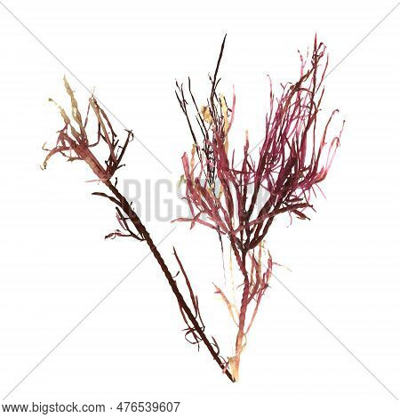 3d Illustration Of Red Alga Gracilaria Isolated On White Background, Ocean Creatures