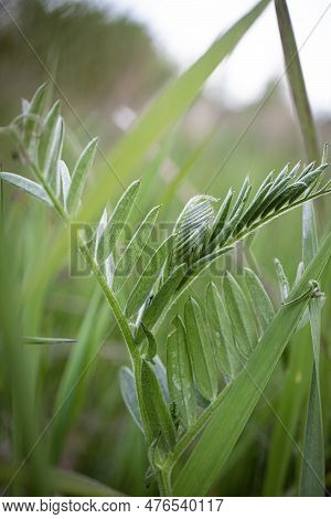 Bush Vetch Grass Without Flowers Surrounded By Green Long Grass In A Spring Meadow Background