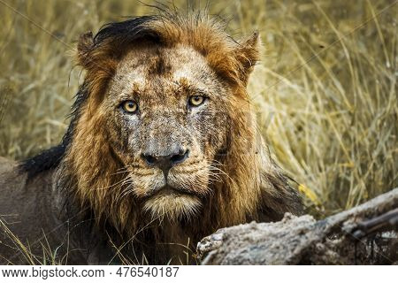 African Lion Male Portrait Front View In Kruger National Park, South Africa ; Specie Panthera Leo Fa