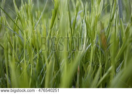 Green Leaves Of Juicy Long Grass On Spring Ryegrass Pasture In The Sunlight Side View