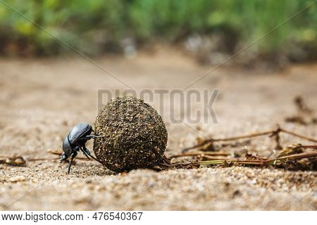 Dung Beetle Rolling Elephant Feces Ball In Kruger National Park, South Africa ; Specie Scarabaeus Vi