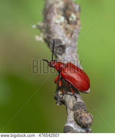 Onion Beetle On A Twig In Green Blurry Ambiance