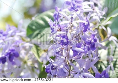 Sandpaper Vine, Purple Wreath Or Queens Wreath Or Purple Flowers