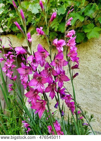 Byzantine Gladiolus (sword Lily) Growing Under A Grape Vine In Dordogne, France