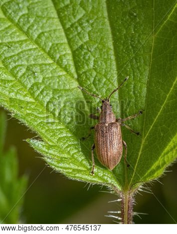 Common Leaf Weevil On A Green Nettle Leaf In Natural Ambiance