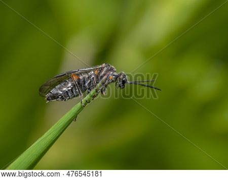 Closeup Sideways Shot Of A Sawfly On The Top Of A Grass Leaf In Green Ambiance