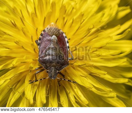 Macro Shot Of A Hairy Shieldbug Resting On A Yellow Dandelion Flower