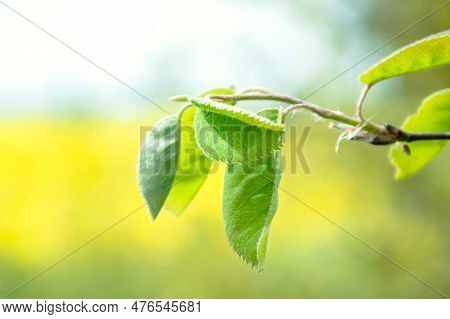 Green Leaves Of A Young Tree. Green Leaf. Close Up Of A Leaf In The Forest