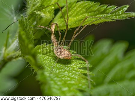 Closeup Shot Of A Harvestman On Green Nettle Leaves