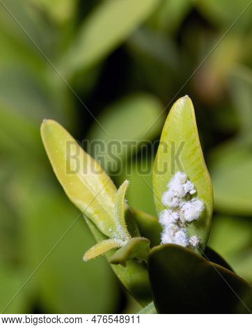 Boxwood Bush With Pests Mealybug, Fluff On Boxwood