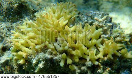 Bush Coral Or Thin Birdsnest Coral, Spiny Row Coral, Needle Coral (seriatopora Hystrix) Undersea, Re