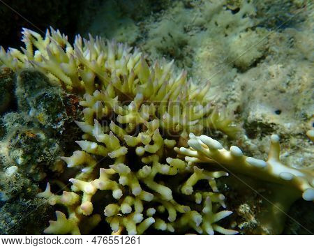 Bush Coral Or Thin Birdsnest Coral, Spiny Row Coral, Needle Coral (seriatopora Hystrix) Undersea, Re