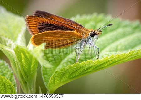 An Adorable Least Skipper (ancyloxypha Numitor) Perched On A Leaf. Raleigh, North Carolina.