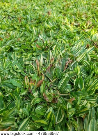 Varigata Grass In The Front Garden Of The House