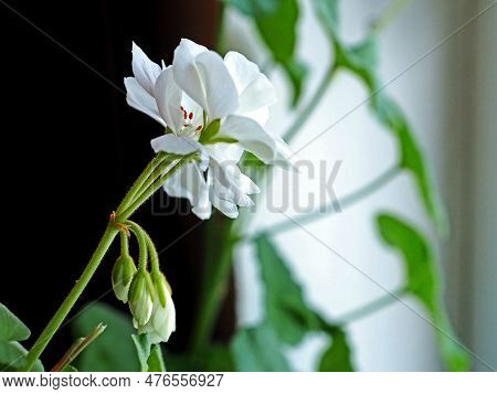 Delicate White Geranium Flower Growing In A Pot