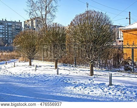 Winter Landscape With Sphere-trimmed Trees Without Leaves
