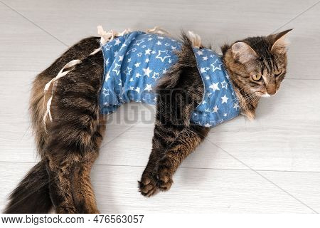 Cat After Surgery Is Lying At Home. Sick Cat With A Postoperative Bandage. Pet Care After A Cavitary