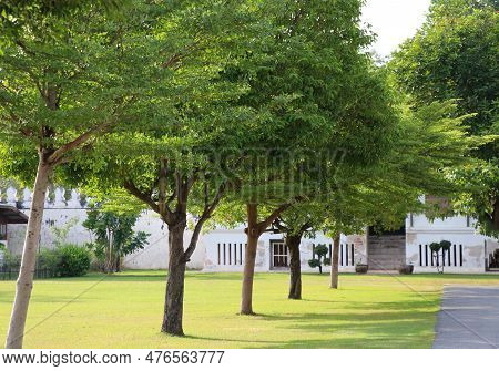 Black Afara Fence Trees In The Garden With Shadow In The Afternoon
