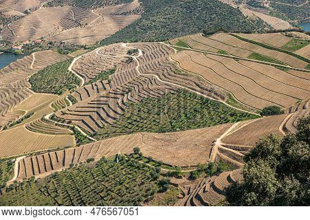 Viewpoint Of Vargelas Allows To See A Vast Landscape On The Douro And Its Man-made Slopes. Douro Reg