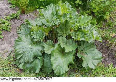 Bush Of The Cultivated Rheum Rhaponticum, Also Known As Culinary Rhubarb Or Pie Plant In Overcast We
