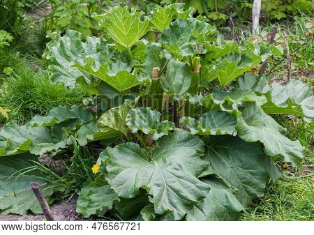 Bush Of The Cultivated Rheum Rhaponticum, Also Known As Culinary Rhubarb Or Pie Plant In Overcast We