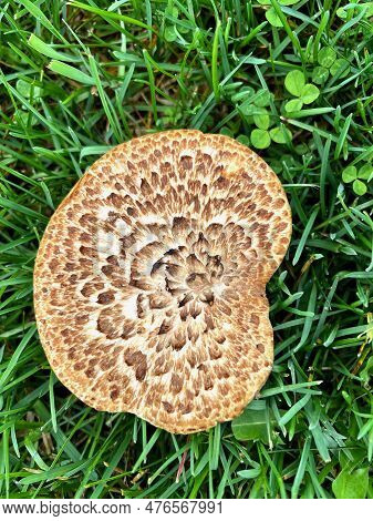 Dryad Saddle Mushroom Against A Green Grass Background