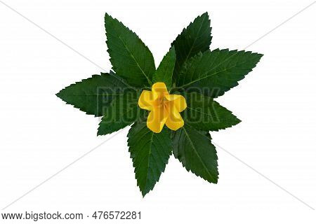Top View Of Yellow Flower Of Damiana Or Turnera Diffusa Bloom In The Garden Isolated On White Backgr