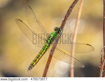 A Beautiful Capture Of A Western Pondhawk Dragonfly Perched Near A Front Range Colorado Wetland.