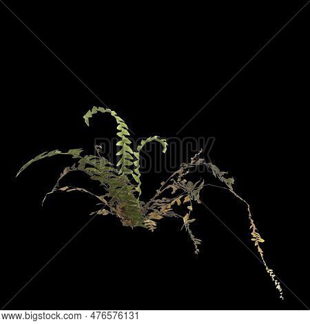 3d Illustration Of Fern Plant Isolated On Black Background