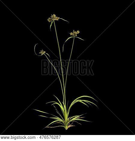 3d Illustration Of Cyperus Difformis Plant Isolated On Black Background