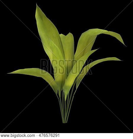 3d Illustration Of Aspidistra Elatior Plant Isolated On Black Background