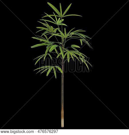 3d Illustration Of Rhapis Plant Isolated On Black Background
