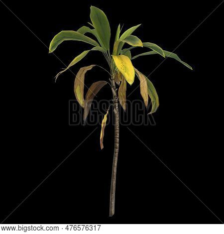 3d Illustration Of Aspidistra Elatior Plant Isolated On Black Background